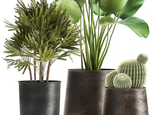 banana palm in a rust pot for the interior 1038 3D Model
