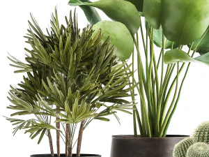banana palm in a rust pot for the interior 1038 3D Model