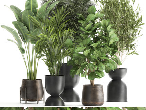banana palm in a rust pot for the interior 1039 3D Model