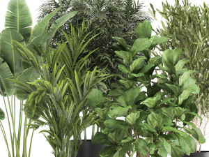 banana palm in a rust pot for the interior 1039 Modello 3D