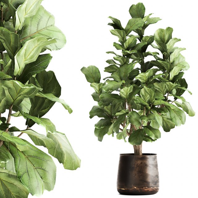 ficus lyrata in a rust pot for the interior 1040 3D-Modell .c4d .max .obj .3ds .fbx .stl .blend 