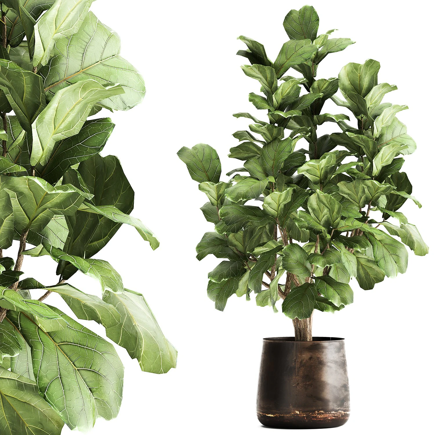 ficus lyrata in a rust pot for the interior 1040 3D Model .c4d .max .obj .3ds .fbx .stl .blend 