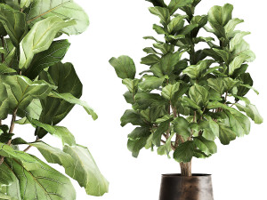 ficus lyrata in a rust pot for the interior 1040 3D Model