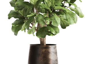 ficus lyrata in a rust pot for the interior 1040 3D-Modell