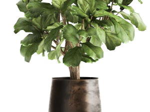 ficus lyrata in a rust pot for the interior 1040 3D Model