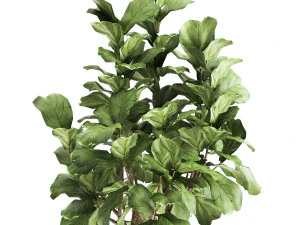 ficus lyrata in a rust pot for the interior 1040 3D Model