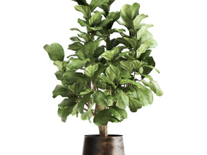 ficus lyrata in a rust pot for the interior 1040 3D Model