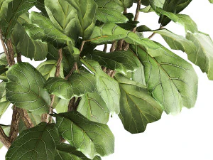 ficus lyrata in a rust pot for the interior 1040 3D Model