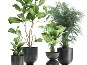 plants in a black pot for the interior 1041 3D मॉडल