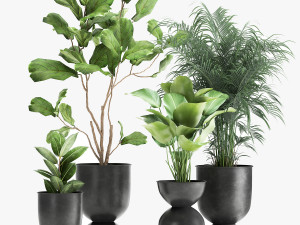 plants in a black pot for the interior 1041 3D Модель