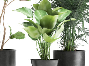 plants in a black pot for the interior 1041 3D Модель