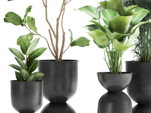 plants in a black pot for the interior 1041 3D Модель