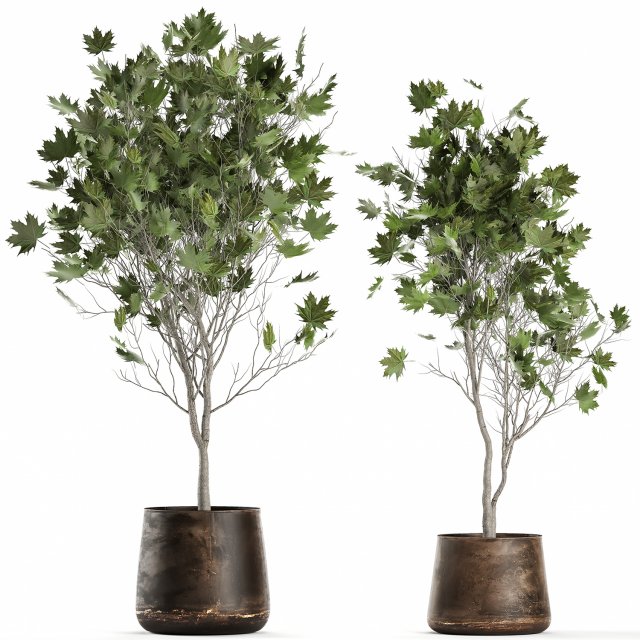 acer in a rust pot for the interior 1045 3D Model .c4d .max .obj .3ds .fbx .stl .blend 
