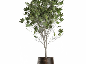 acer in a rust pot for the interior 1045 3D Model