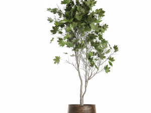 acer in a rust pot for the interior 1045 3D Model