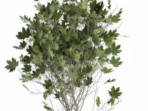 acer in a rust pot for the interior 1045 3D Model