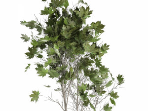 acer in a rust pot for the interior 1045 3D Model