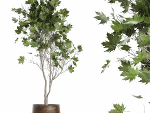 acer in a rust pot for the interior 1045 3D Model