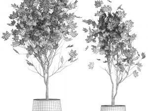 acer in a rust pot for the interior 1045 3D Model