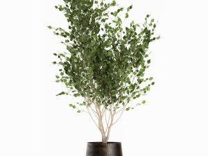 trees in a rust pot for the interior 1046 3D Model