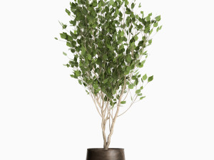 trees in a rust pot for the interior 1046 3D Model