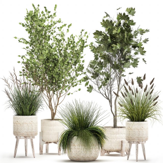 ornamental plants in rattan baskets 1047 Model 3D .c4d .max .obj .3ds .fbx .stl .blend 