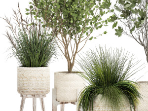 ornamental plants in rattan baskets 1047 Model 3D
