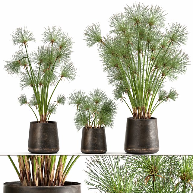 cyperus papyrus in a rust pot for the interior 1048 Model 3D .c4d .max .obj .3ds .fbx .stl .blend 