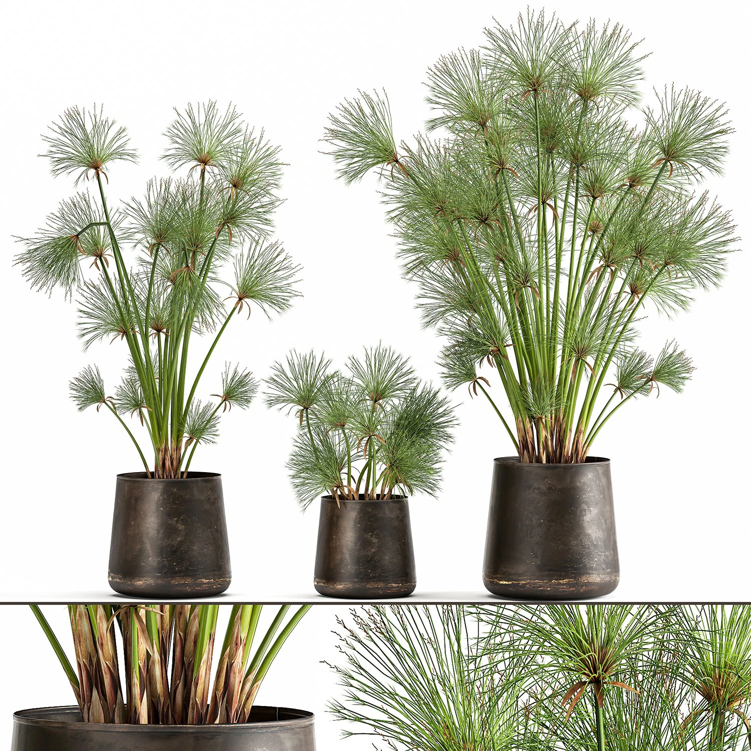 cyperus papirus dalam pot karat untuk interior 1048 Model 3D .c4d .max .obj .3ds .fbx .stl .blend 