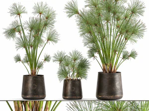 cyperus papyrus in een roestpot voor het interieur 1048 3D Model