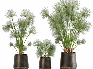 cyperus papyrus in a rust pot for the interior 1048 Model 3D