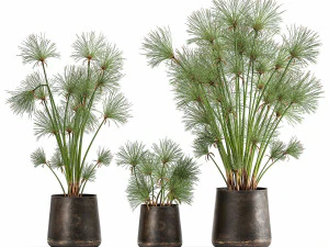cyperus papirus dalam pot karat untuk interior 1048 Model 3D