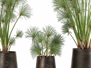 cyperus papyrus in a rust pot for the interior 1048 Model 3D