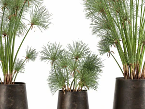 cyperus papirus dalam pot karat untuk interior 1048 Model 3D