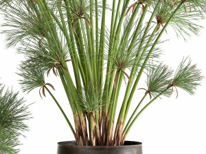 cyperus papyrus in a rust pot for the interior 1048 Model 3D