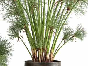 cyperus papirus dalam pot karat untuk interior 1048 Model 3D