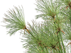 cyperus papyrus in a rust pot for the interior 1048 Model 3D