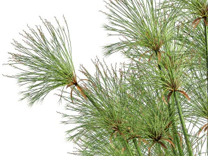 cyperus papirus dalam pot karat untuk interior 1048 Model 3D