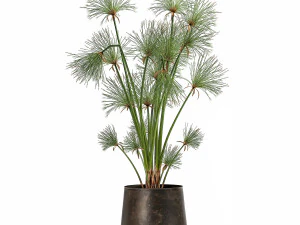 cyperus papirus dalam pot karat untuk interior 1048 Model 3D