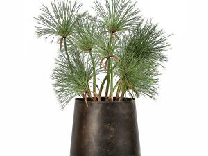 cyperus papirus dalam pot karat untuk interior 1048 Model 3D
