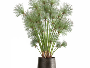 cyperus papyrus in a rust pot for the interior 1048 Model 3D