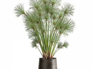cyperus papirus dalam pot karat untuk interior 1048 Model 3D