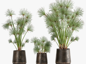 cyperus papyrus in a rust pot for the interior 1048 Model 3D