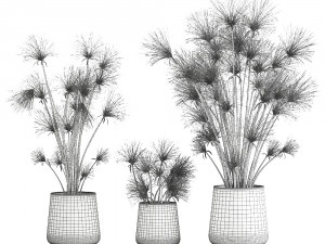 cyperus papyrus in a rust pot for the interior 1048 Model 3D
