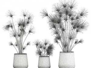 cyperus papirus dalam pot karat untuk interior 1048 Model 3D
