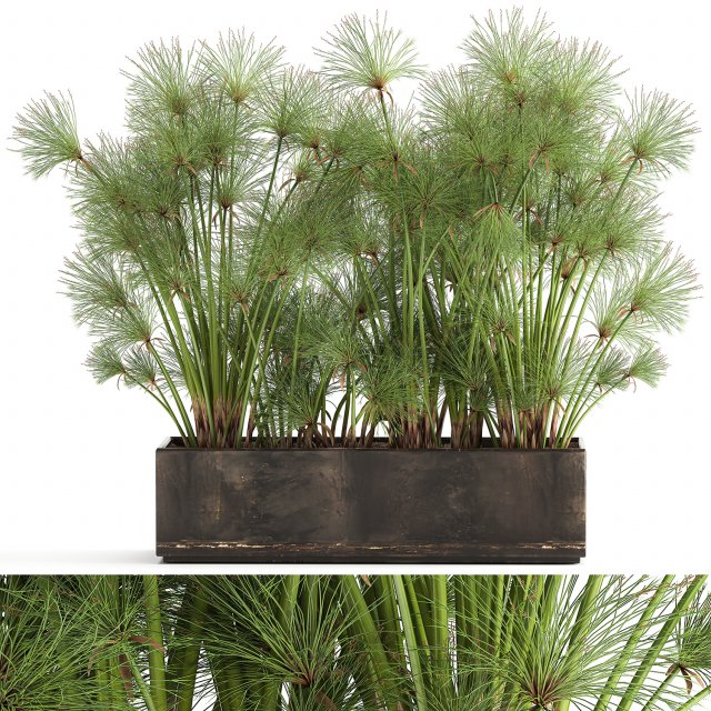 cyperus papyrus in a rust pot for the interior 1049 Model 3D .c4d .max .obj .3ds .fbx .stl .blend 