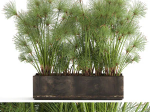 papiro cyperus em um pote de ferrugem para o interior 1049 Modelo 3D