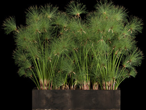 cyperus papyrus in a rust pot for the interior 1049 Model 3D