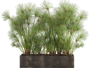 cyperus papyrus in a rust pot for the interior 1049 Model 3D