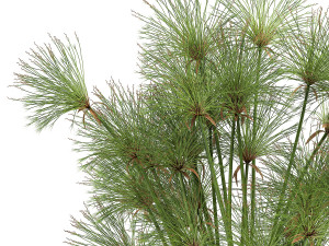 cyperus papyrus in a rust pot for the interior 1049 Model 3D